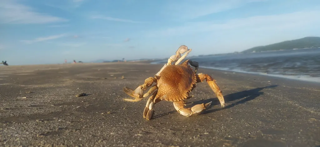 Restaurantes em Pontal do Paraná